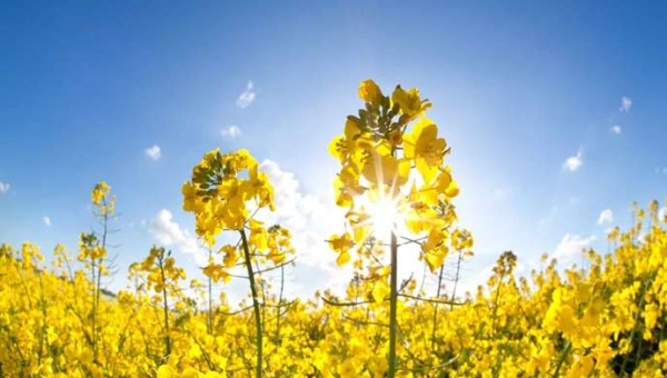 Ελαιοκράμβη